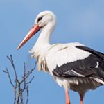 Profile Picture of Jimmy The Stork (@a_storkwithcake) on Instagram