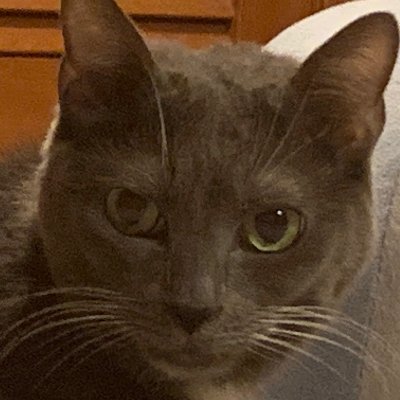 Profile Picture of DawnGoldstein (@DawnGoldstein) on Twitter
