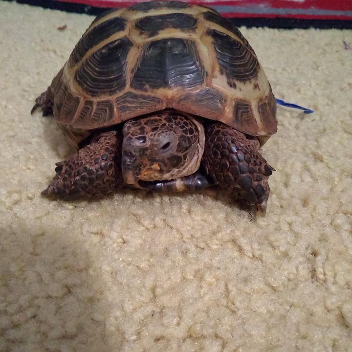 Profile Picture of Henry (@henrytheboxturtle) on Tiktok