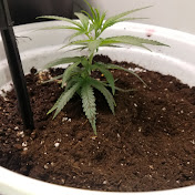 Profile Picture of Paul Wall (@paulwall2356) on Youtube