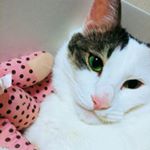 Profile Picture of won kong (@won__kong) on Instagram