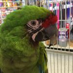 Profile Picture of Jim Tibbetts (@tropical_pet) on Instagram