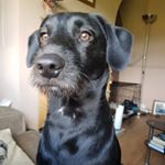 Profile Picture of Geoffrey (@geoffrey_the_patterdale) on Instagram