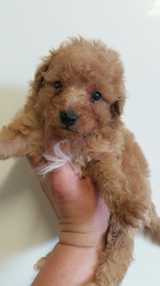 Profile Picture of Rhea Richards (@rhea_richards) on Poshmark