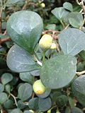 Profile Picture of Ficus deltoideaon Wikipedia