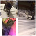 Profile Picture of Paisley, Stella & Amara (@paisleystellaamara) on Instagram