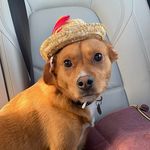 Profile Picture of Ollie Sinclair MBA (@peeboyollie) on Instagram