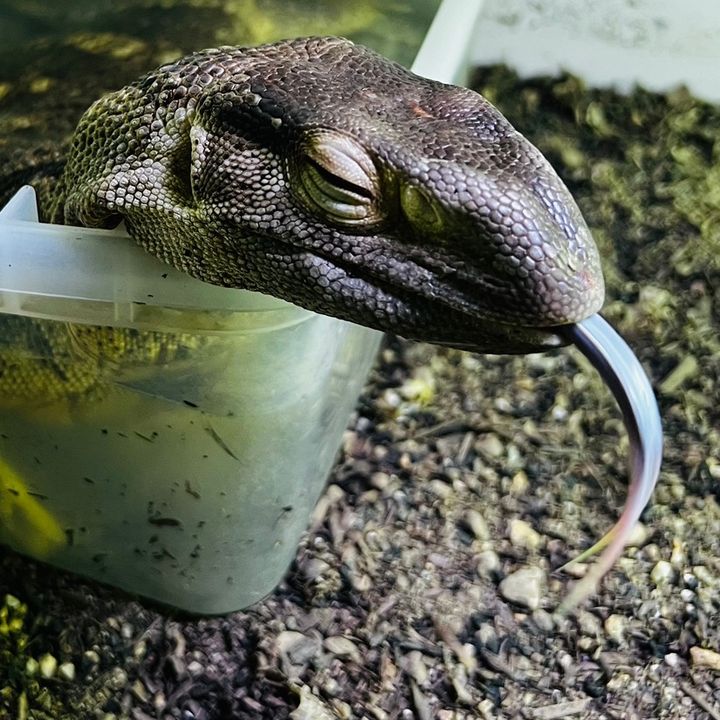 Profile Picture of Derek’s Reptiles (@derek_83_reptiles) on Tiktok