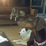 Profile Picture of Sherry Davidson (@sherrydavidson39) on Instagram