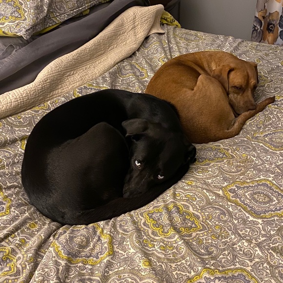 Profile Picture of Daniel Blackburn (@danblackburn71) on Poshmark