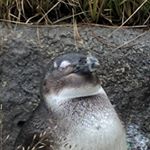 Profile Picture of Adam Carlyle (@thatoneguy9897) on Instagram