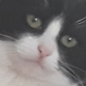 Profile Picture of 999Tomyon Twitter