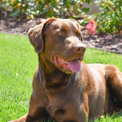 Profile Picture of Armando Bracamonte (@armandobrac) on Twitter