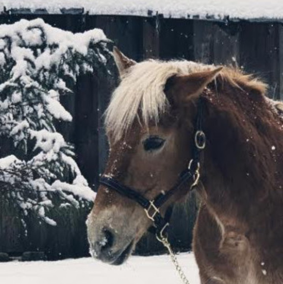 Profile Picture of Kathryna Hoyman (@kathrynahoyman) on Poshmark