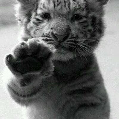 Profile Picture of Lisa Purcell (@chatterboxp) on Twitter