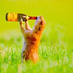 Profile Picture of Adam Brinkmann (@tripplemoose) on Instagram