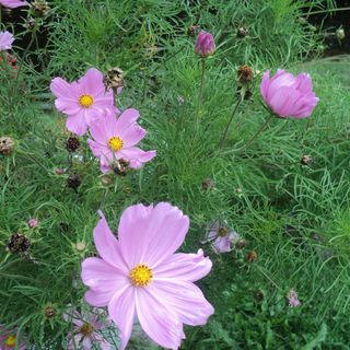 Profile Picture of Micheline Poulin (@amichelinepoulin) on Facebook