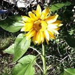 Profile Picture of Joyce Huffaker (@joycehuffaker) on Instagram