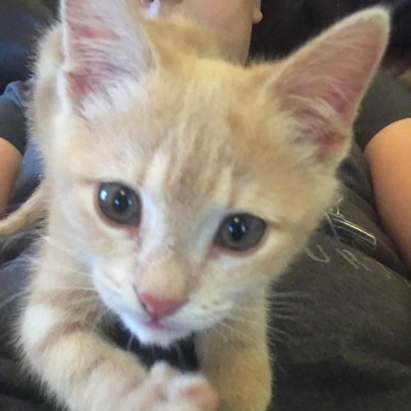 Profile Picture of Alexis Mavromatis (@lexinicole26) on Poshmark