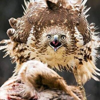 Profile Picture of Chris Thaxton (@hhsAPES) on Twitter