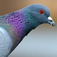Profile Picture of Daniel Pelletier (@daniel-pelletier-49) on Quora