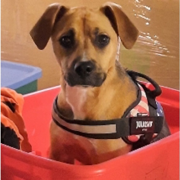 Profile Picture of Liz Petley (@lizpetley) on Poshmark