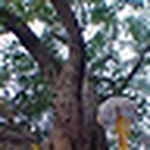 Profile Picture of Gopal Prasad (@prasad gopal) on Flickr