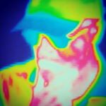 Profile Picture of Tony (@next_level_mclellan) on Instagram