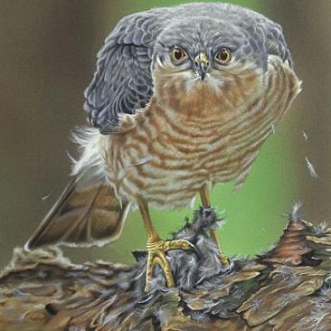 James Springett - Twitter Profile Picture of James Springett (@SpringettJames) on Twitter