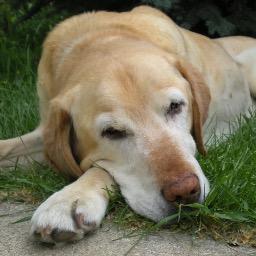 Profile Picture of Moses Hood (@VinceHoodsDog) on Twitter