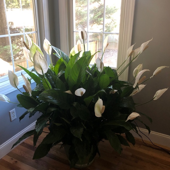 Profile Picture of Loretta Sorrells (@sorrells05) on Poshmark