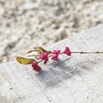 Anastasia Rodriguez - Instagram Profile Picture of Anastasia Rodriguez (@tinymoments_bigworld) on Instagram