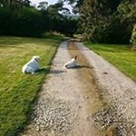 Profile Picture of Rosemary Singleton (@singletonrosemary) on Instagram