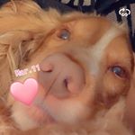 Profile Picture of the_ginger_cocker_ralph (@the_ginger_cocker_ralph) on Instagram