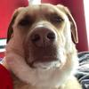 Profile Picture of Dave Monkey (@@davemonkey) on Tiktok