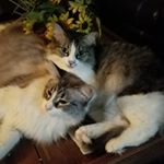 Profile Picture of Stephen Collier (@stephen.collier.129) on Instagram