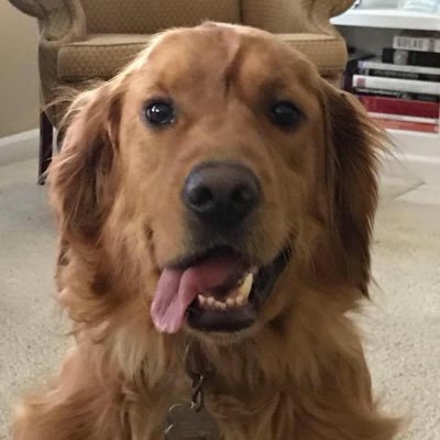 Profile Picture of Christopher Maraschiello (@Christo80587522) on Twitter