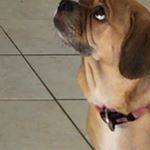 Keith Swartz - Instagram Profile Picture of Keith Swartz (@pug_life_23272115) on Instagram