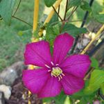 Profile Picture of Valerie Wyant Garcia (@valerie.w.garcia) on Instagram