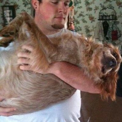 Profile Picture of Josh Langston (@Josh_Langston) on Twitter