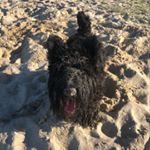 Profile Picture of Hector 😚 (@hector_scottie_dogs_) on Instagram
