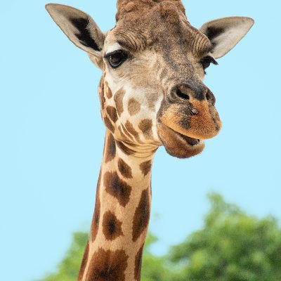 Profile Picture of Kevin Loughlin (@KevinLoughlin45) on Twitter