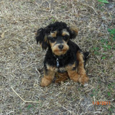 Profile Picture of Lori Billiot (@jazzmoon70lori) on Twitter