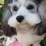 Profile Picture of Hazel Clementine (@hazelclementinee) on Instagram