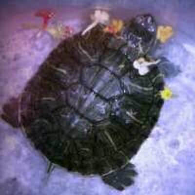 Profile Picture of Li Rong (@LiLirong327) on Twitter