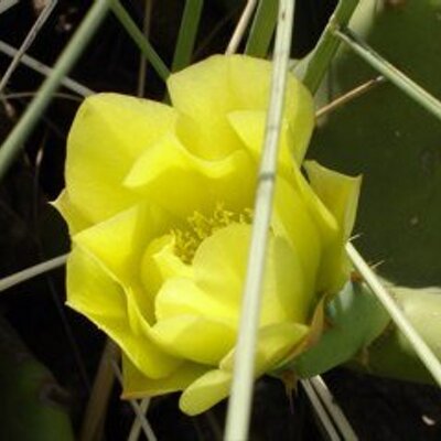 Profile Picture of Marianne Jäger (@MarianneJger) on Twitter