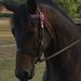 Profile Picture of Evelyn's Browbands (@bullocksblingyb) on Pinterest