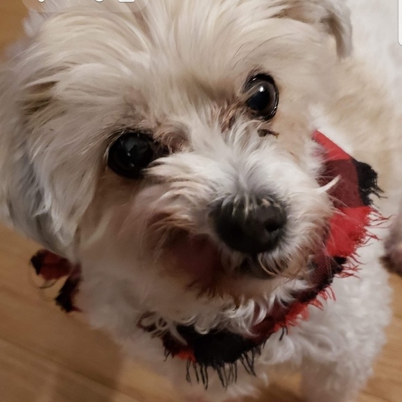 Profile Picture of Lara Patry (@meara1) on Poshmark