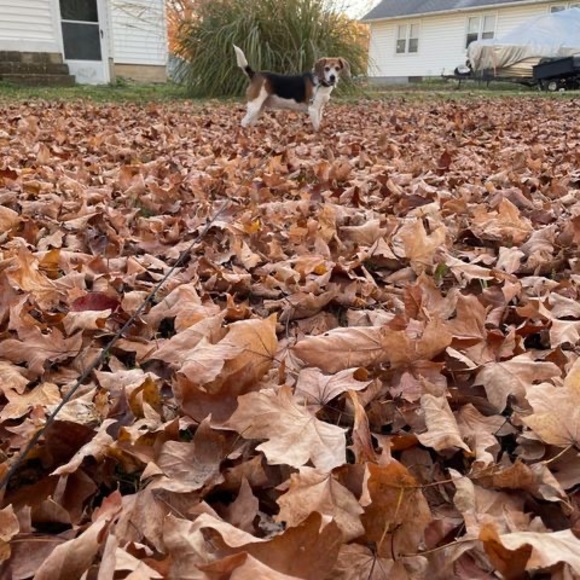 Profile Picture of Stacey Herter (@welchs_72) on Poshmark