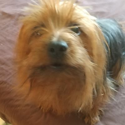 Profile Picture of Doug G (@Douggreer4Greer) on Twitter